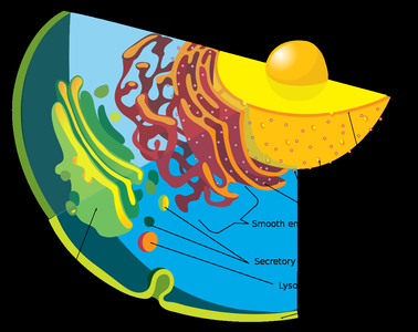 Diagram of the endomembrane system