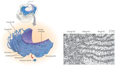 Diagram and TEM of the endoplasmic reticulum