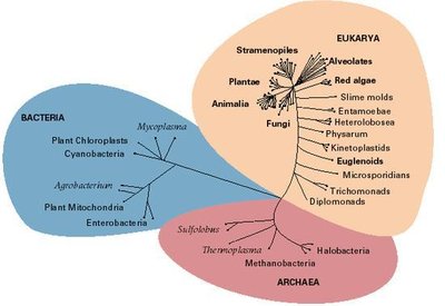 Phylogenetic tree showing Bacteria, Archaea, and Eukarya