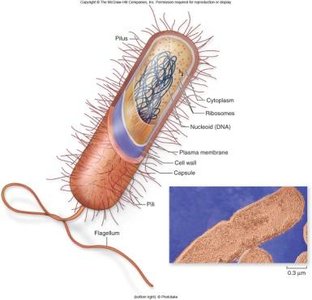 Diagram of a prokaryotic cell