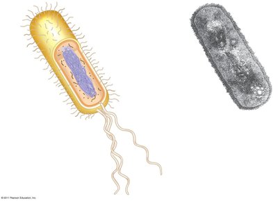 Prokaryotic cell with labeled structures
