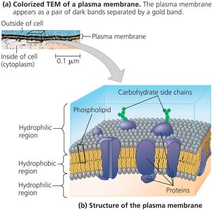 TEM and diagram of plasma membrane structure
