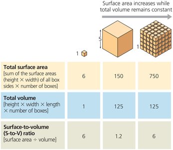 Table and diagram illustrating surface area to volume ratio