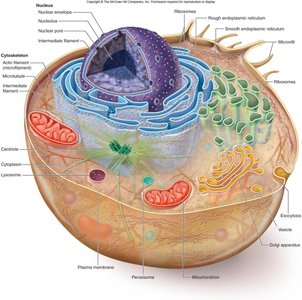 Diagram of a eukaryotic cell with labeled organelles