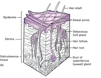 Structure of human skin as a barrier