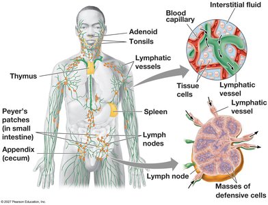 Human lymphatic system