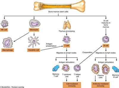 Hematopoietic stem cell differentiation