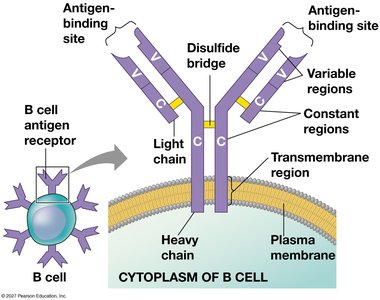 Structure of an antibody