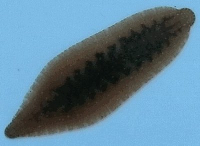 Leech source of antimicrobial peptides