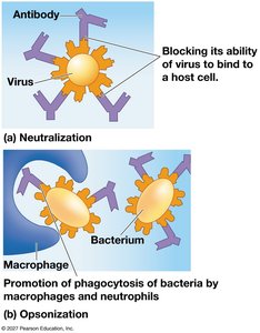 Antibody functions: neutralization and opsonization