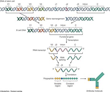Ig gene rearrangement and antibody diversity