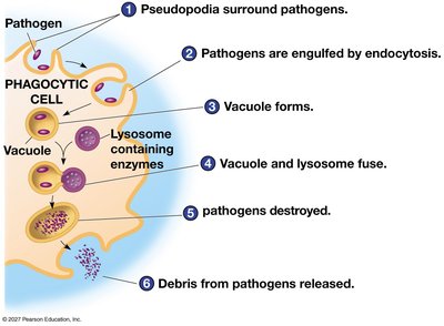 Steps of phagocytosis in a phagocytic cell