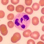 Neutrophil with multi-lobed nucleus