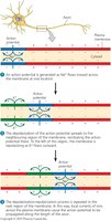 Diagram showing conduction of an action potential along the axon
