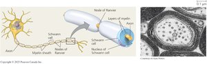 Diagram of myelinated axon with Schwann cells and nodes of Ranvier