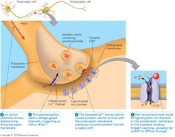 Diagram of a chemical synapse showing neurotransmitter release and receptor binding