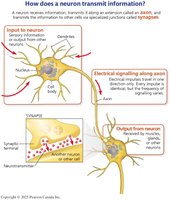 Diagram showing how a neuron transmits information