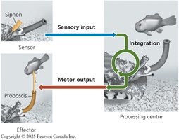 Diagram showing sensory input, integration, and motor output in a simple nervous system