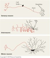 Structural diversity of neurons: sensory neuron, interneuron, motor neuron