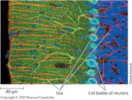 Microscopic image showing glia and cell bodies of neurons
