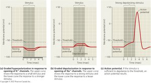 Graphs showing graded hyperpolarization, graded depolarization, and action potential