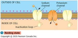 Diagram of voltage-gated sodium and potassium channels at resting state
