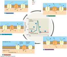 Cycle of action potential generation with ion channel states