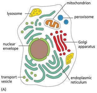 Labeled diagram of a eukaryotic cell with organelles