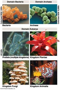 Images of the three domains of life: Bacteria, Archaea, Eukarya