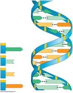 Diagram of DNA structure and base pairing