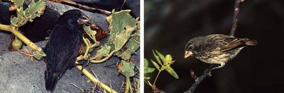Galápagos finches with different beak sizes