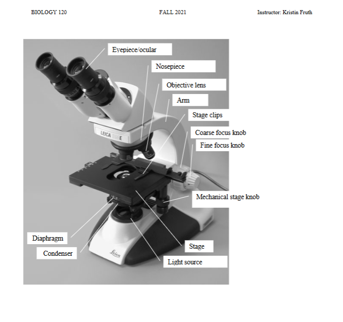 Labeled diagram of a compound light microscope