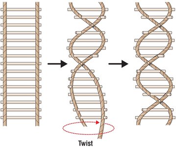 Diagram showing the formation of the DNA double helix from a ladder-like structure