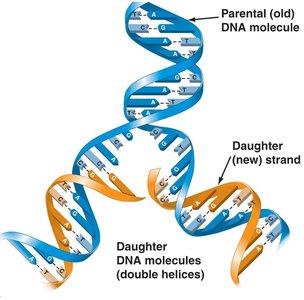 Diagram illustrating the semi-conservative model of DNA replication