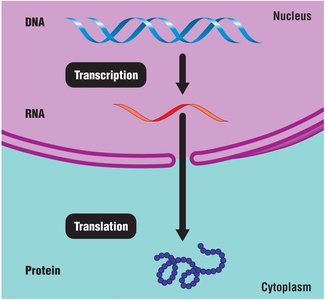 Diagram showing transcription in the nucleus and translation in the cytoplasm