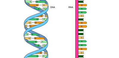 Diagram comparing DNA and RNA structure and base pairing
