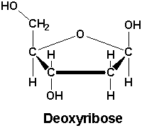 Structure of deoxyribose