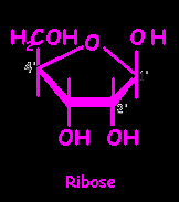 Structure of ribose