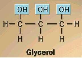 Structure of glycerol