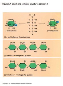 Comparison of starch and cellulose structures