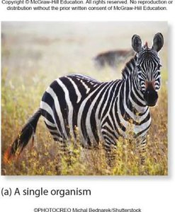A single organism (zebra)