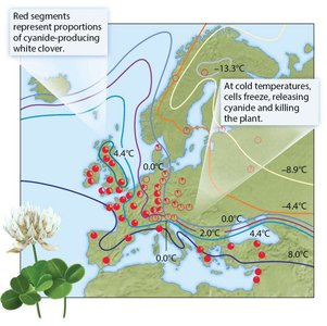 Distribution of cyanide-producing form of white clover