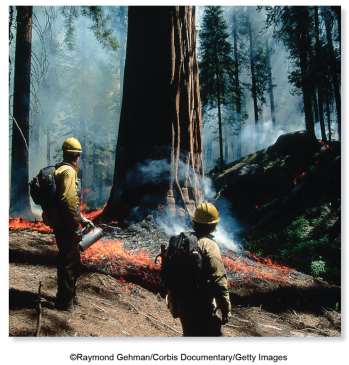 Giant sequoia fire ecology