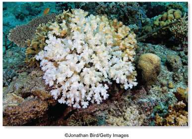Coral bleaching due to high temperature