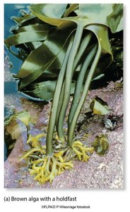 Brown alga with a holdfast