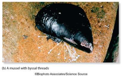A mussel with byssal threads