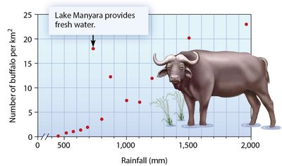 Relationship between rainfall and buffalo density