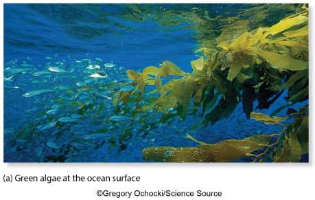 Green algae at the ocean surface