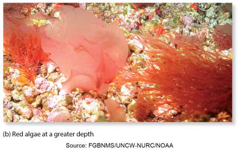 Red algae at a greater depth