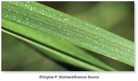 Salt glands on a plant leaf